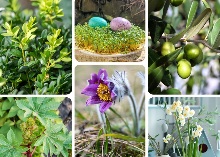 Wielkanoc w ogrodzie: rośliny o świątecznej symbolice