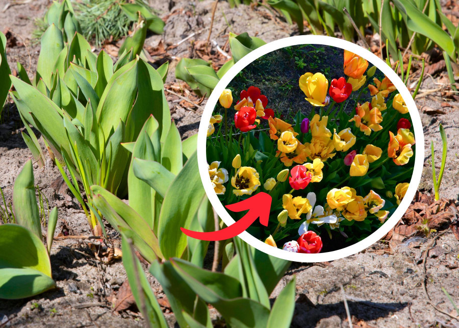 Tulipany bez kwiatów – co robić?