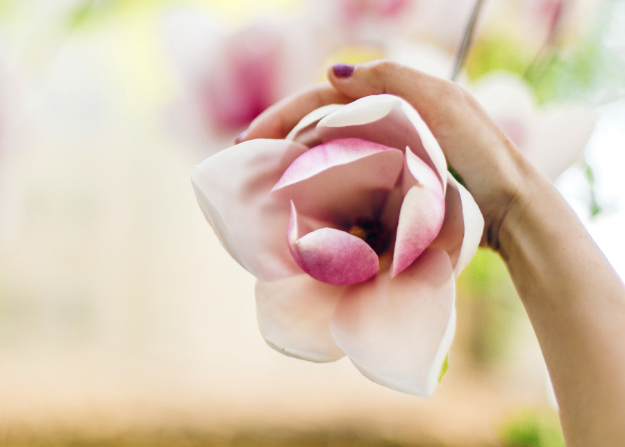 Magnolia w pełnej krasie – jak osiągnąć efekt, który zachwyci sąsiadów