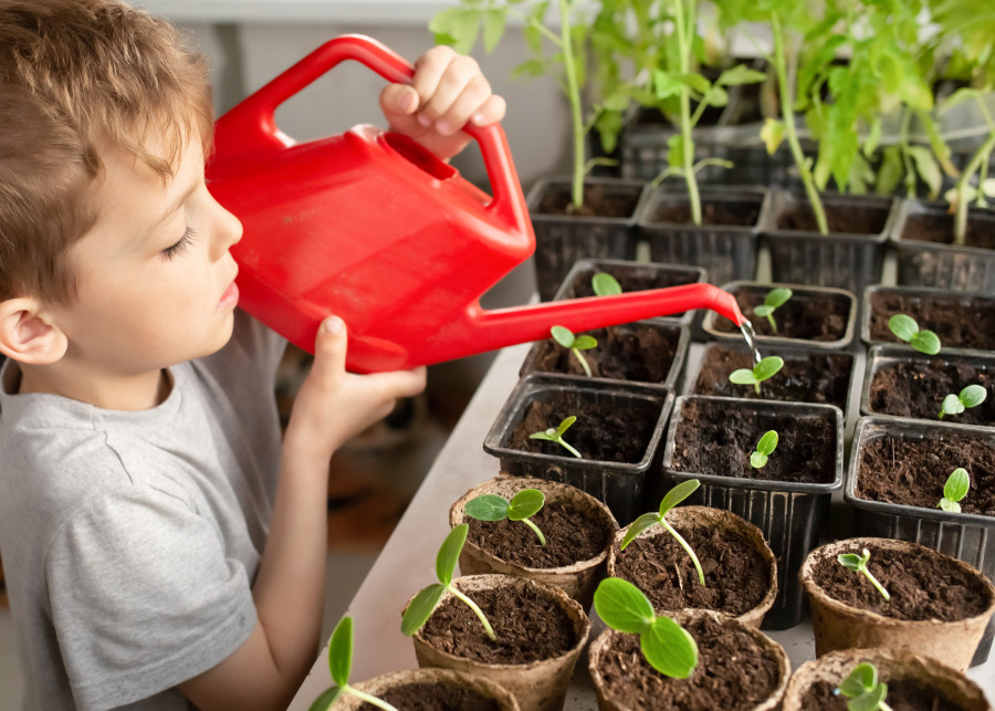 Podlewanie domowej rozsady warzyw ekologiczną odżywką na wzmocnienie