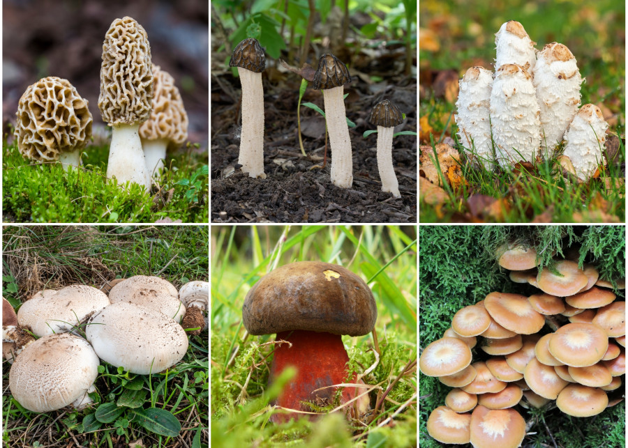 Wiosenne grzybobranie - 6 grzybów, które pojawiają się jako pierwsze w sezonie