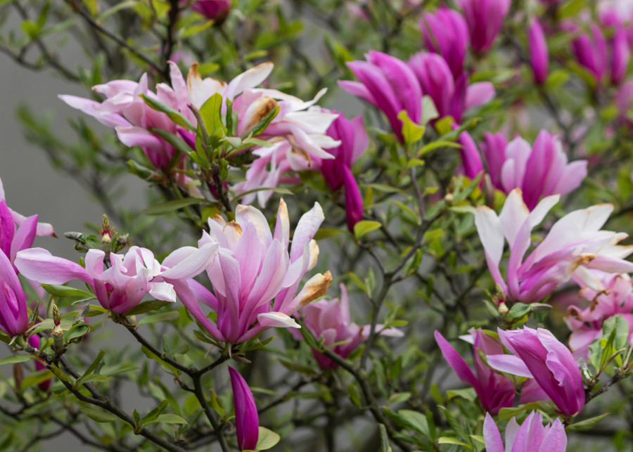 Ta magnolia kwitnie dwa razy w sezonie
