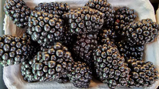 Boom na jeżyny – co stoi za ich rosnącą popularnością?