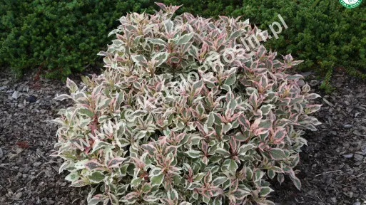 Krzewuszka cudowna MONET 'Verweig'