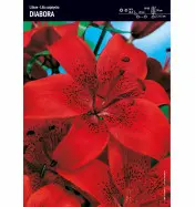 Lilia azjatycka (Lilium) 'Diabora' – 5 szt