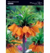 Szachownica Cesarska - Aurora 2 szt.