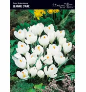 Krokus wiosenny - Jeanne d_Arc - 15 szt.