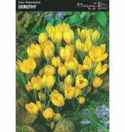 Krokus 'Dorothy' – 15 szt.
