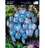 Krokus Wielkokwiatowy 'Sky Blue' – 3 szt