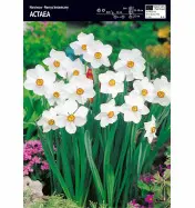 Narcyz 'Actaea' – 3 szt
