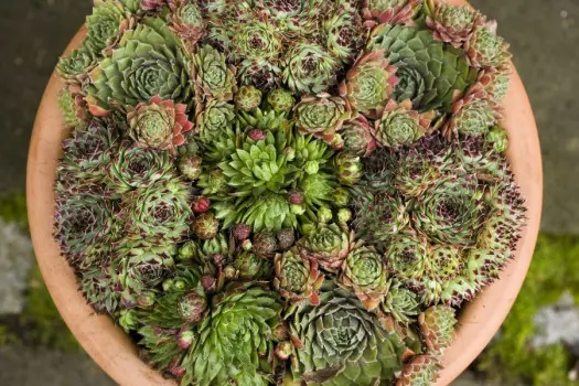 rojniki w doniczce fot. Flora Dania