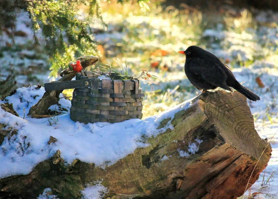 Jak pomóc dzikim zwierzętom przetrwać zimę, fot. Hans Benn - Pixabay