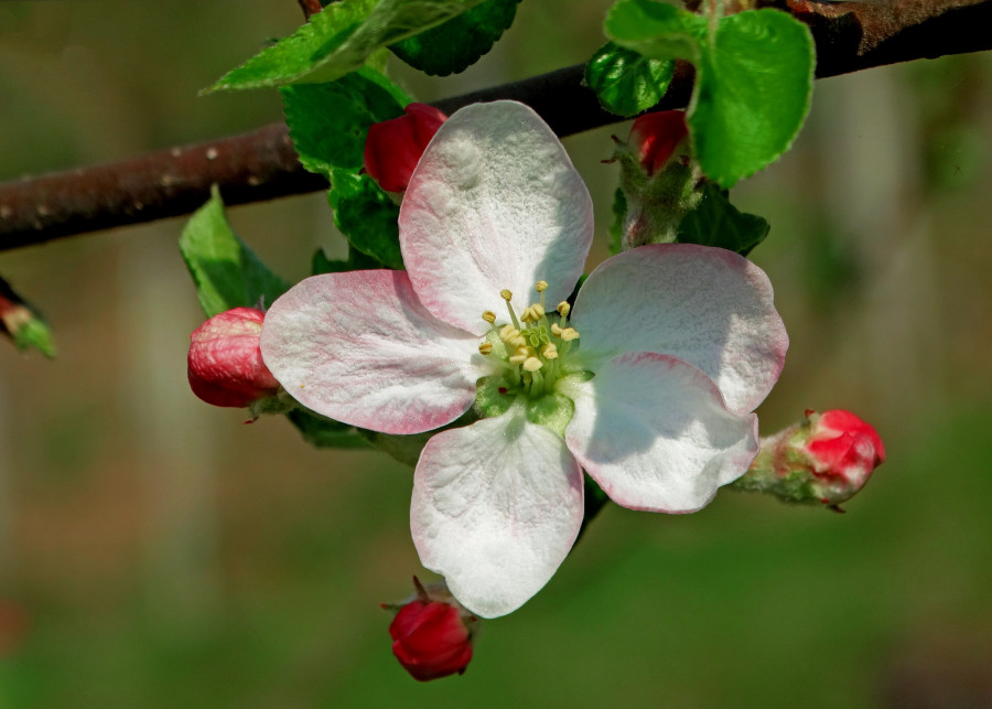 Terminy kwitnienia drzew owocowych MalaMiska Pixabay