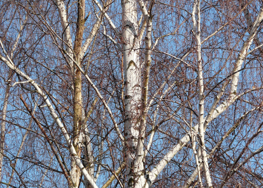 Zbyt wysokie drzewa w ogrodzie Hans Braxmeier PIxabay