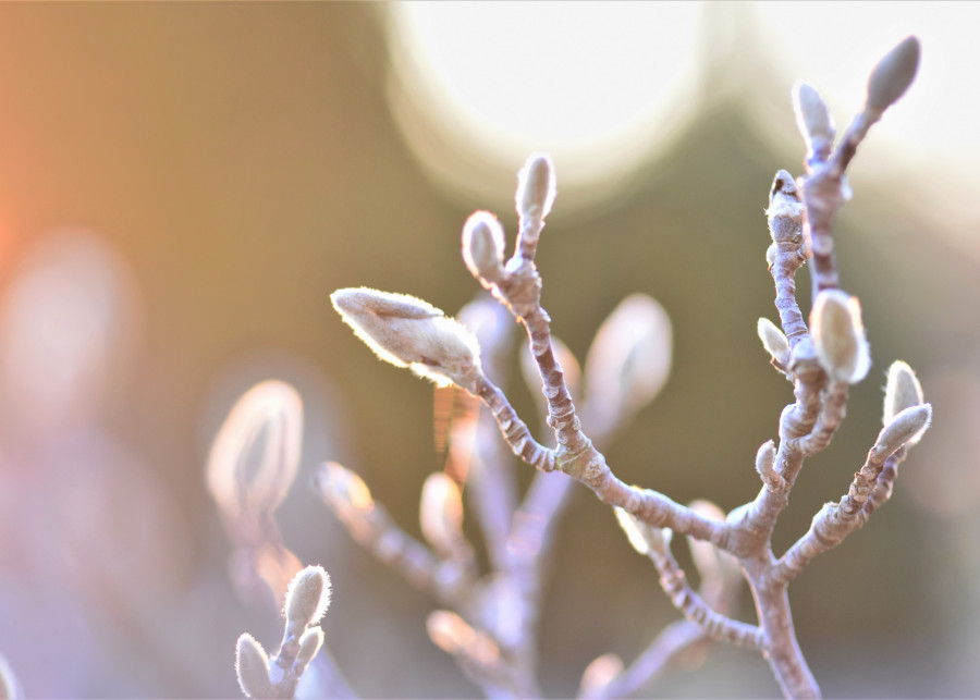 Zimowanie młodych roślin Pitsch  Pixabay