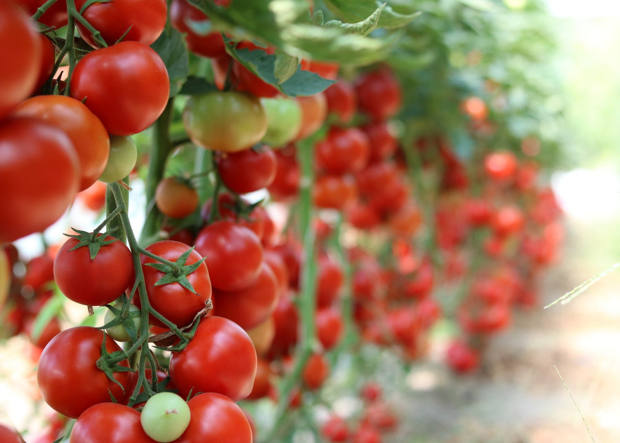 wysokie pomidory fot. dominikakarkesova - Pixabay