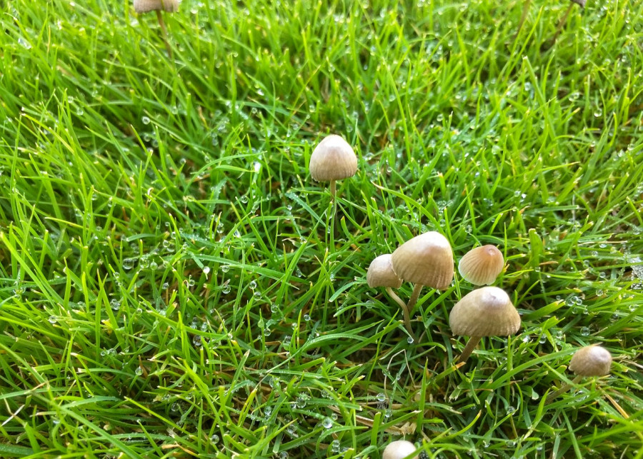 grzyby na trawniku fot. Agent Green Exposed - Pixabay