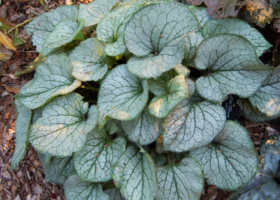 Brunnera macrophylla 'Jack_Frost' fot. Derek Ramsey CC BY-SA 2.5 Wikimedia Commons