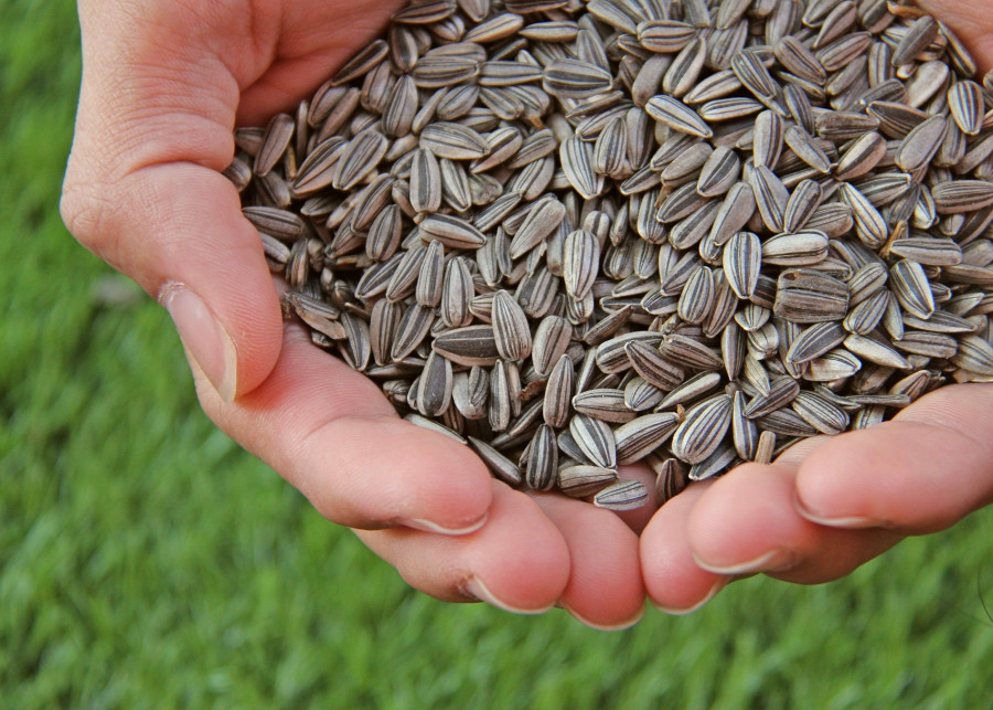 Wysiewanie nasion słonecznika fot. Natthapat Aphichayananthanakul - Pixabay