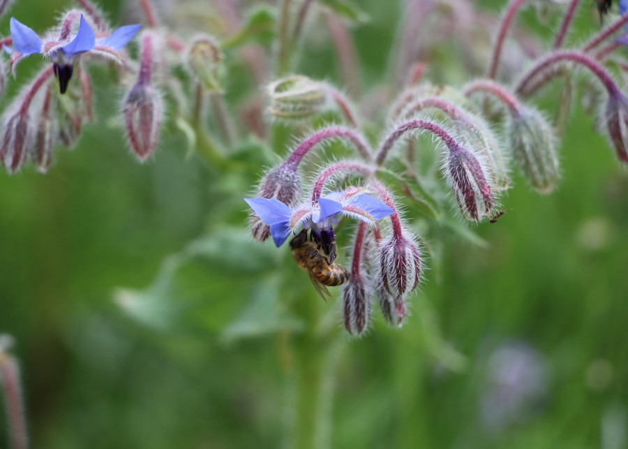 pszczoła na ogóreczniku fot. lobpreis - Pixabay
