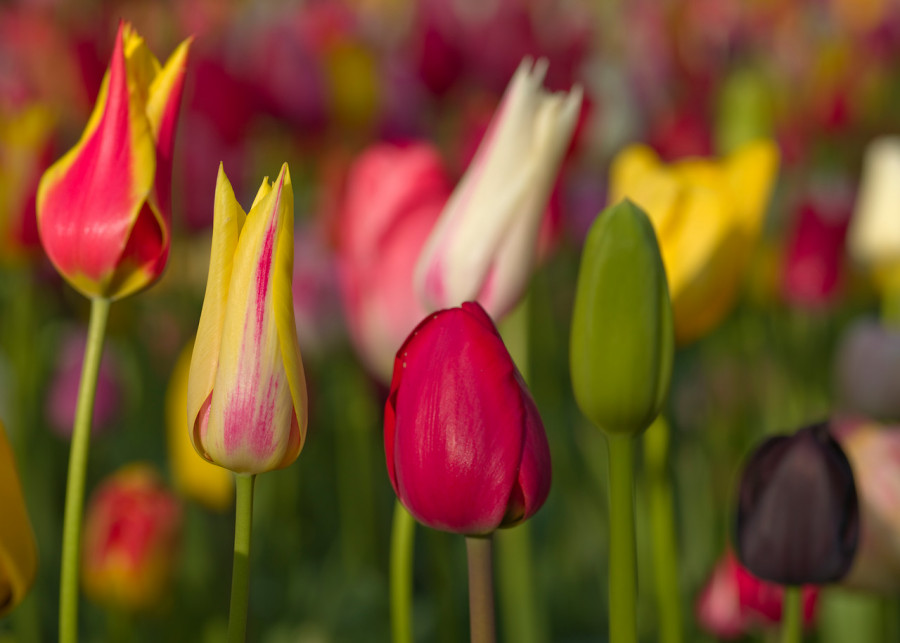 tulipany do ogrodu fot. iBulb