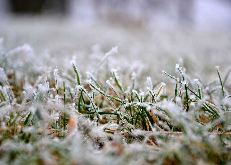 trawnik w styczniu fot. renarde_d - Pixabay