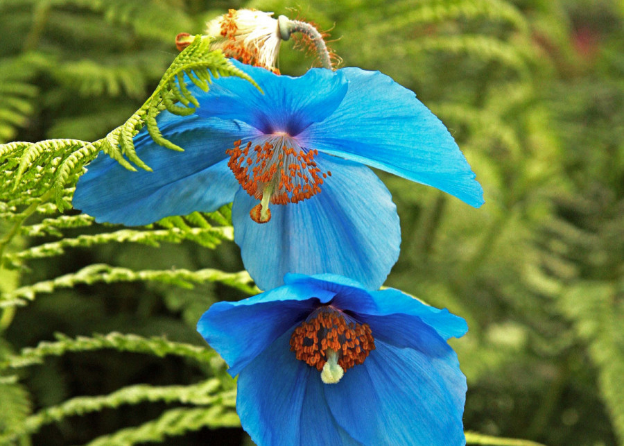 Saneskobaria kwietniowa, fot. gloverbh222 z Pixabay