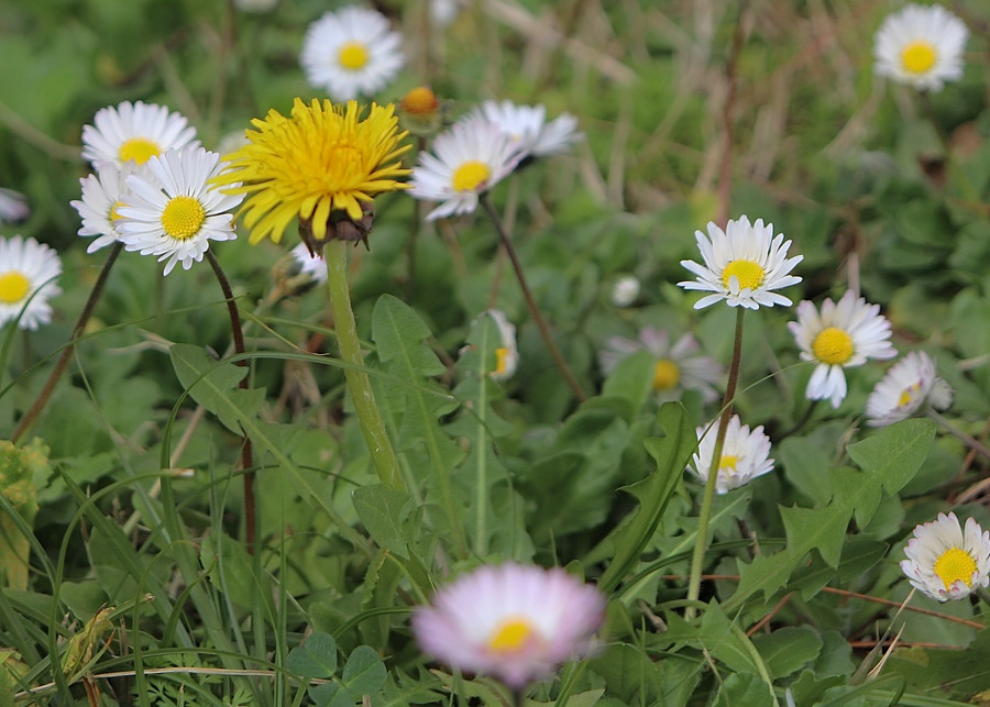 8 chwastów, które musisz usunąć z trawnika, fot. Vesna Harni - Pixabay