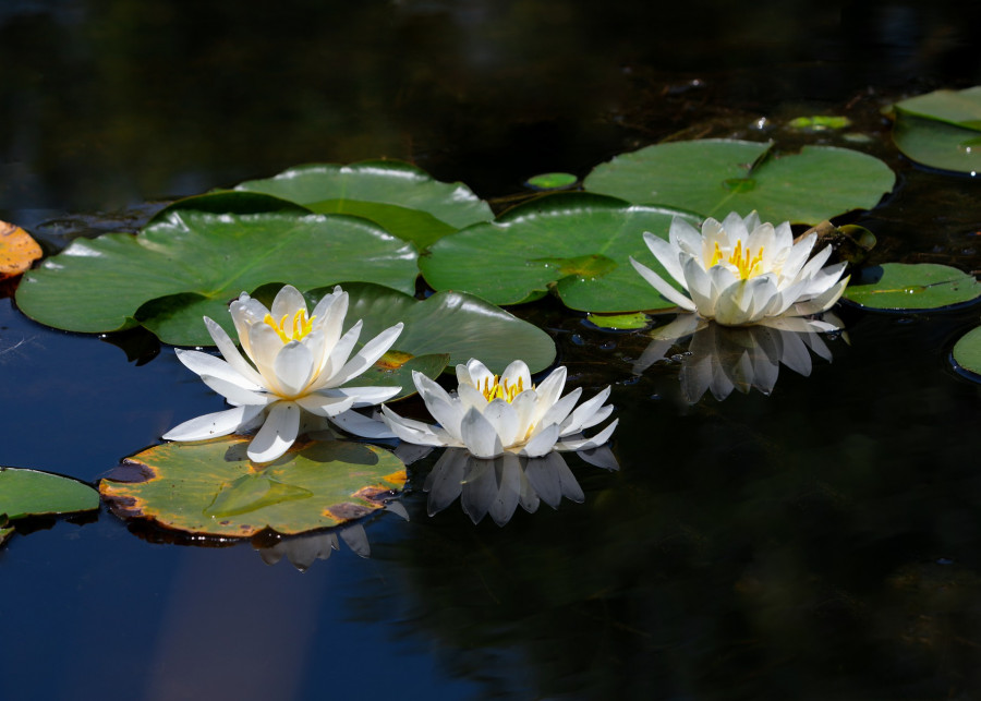 Lilie wodne, jakie mogą się pojawić problemy w uprawie, fot. dae jeung kim - Pixabay