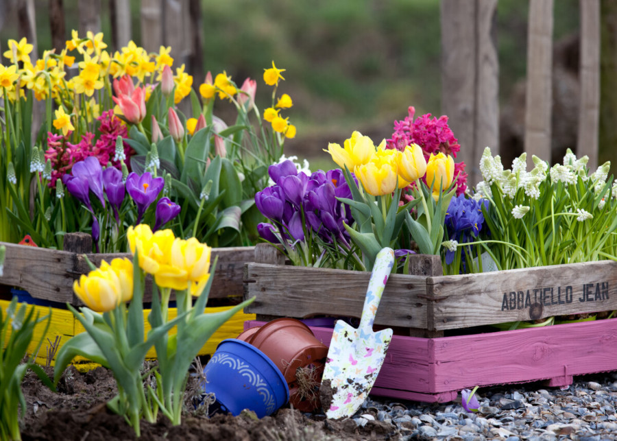 Wiosenne inspiracje, kwiaty cebulowe w pojemnikach, fot. iBulb
