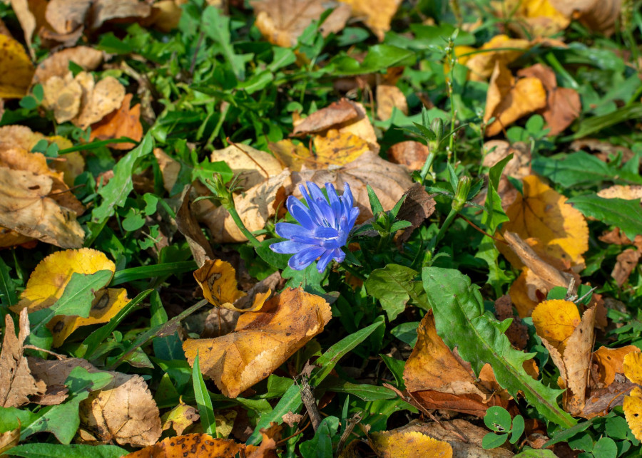Jesień to idealny czas na zakładanie ogrodu, fot. Alina Kuptsova - Pixabay