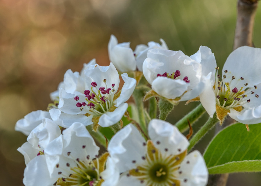 Samopylne i obcopylne drzewa owocowe - kwiaty gruszy, fot. Gabriele Lässer - Pixabay