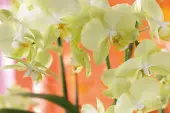 falenopsis (Phalenopsis)