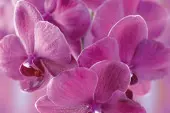 falenopsis (Phalenopsis)