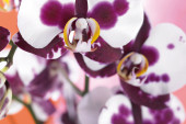 falenopsis (Phalenopsis)