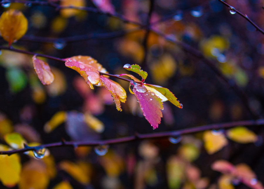 Słabe wybarwianie się liści w ciepłą i pochmurną jesień, fot. Giorgi Modzmana - Pixabay