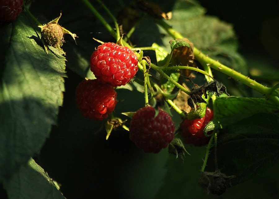 Przycinanie malin letnich i jesiennych, fot. Ihtar - Pixabay