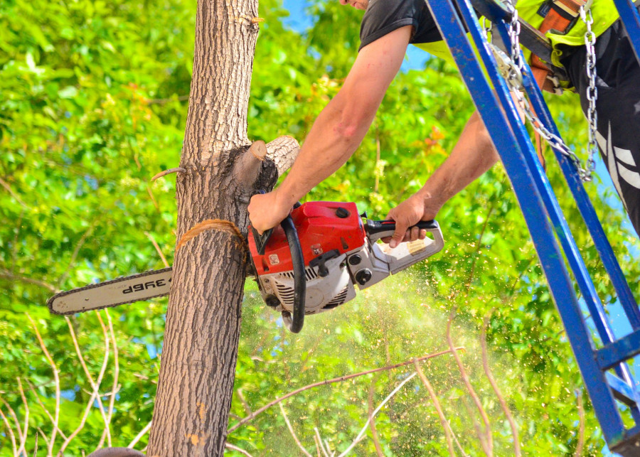 narzędzia do cięcia drzew i krzewów fot. Vladimir Fayl - Pixabay