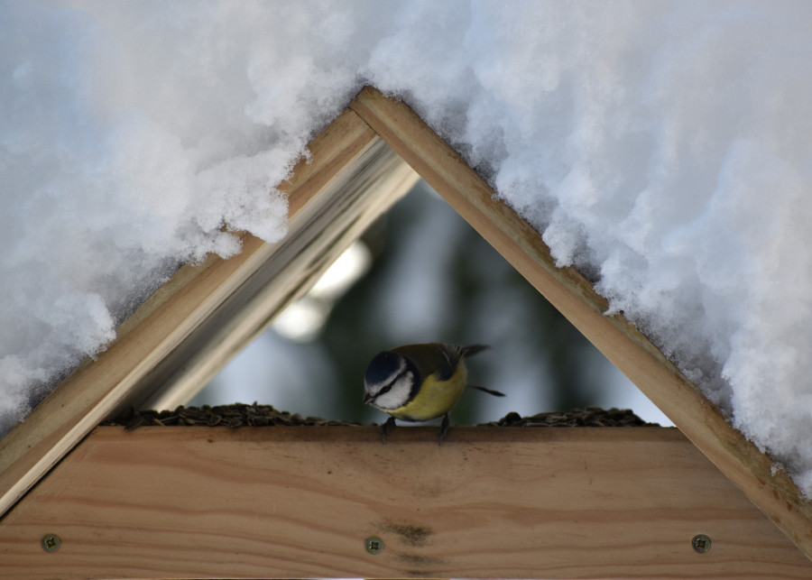 jak dokarmiać ptaki zimą fot. Christine JAMIN - Pixabay
