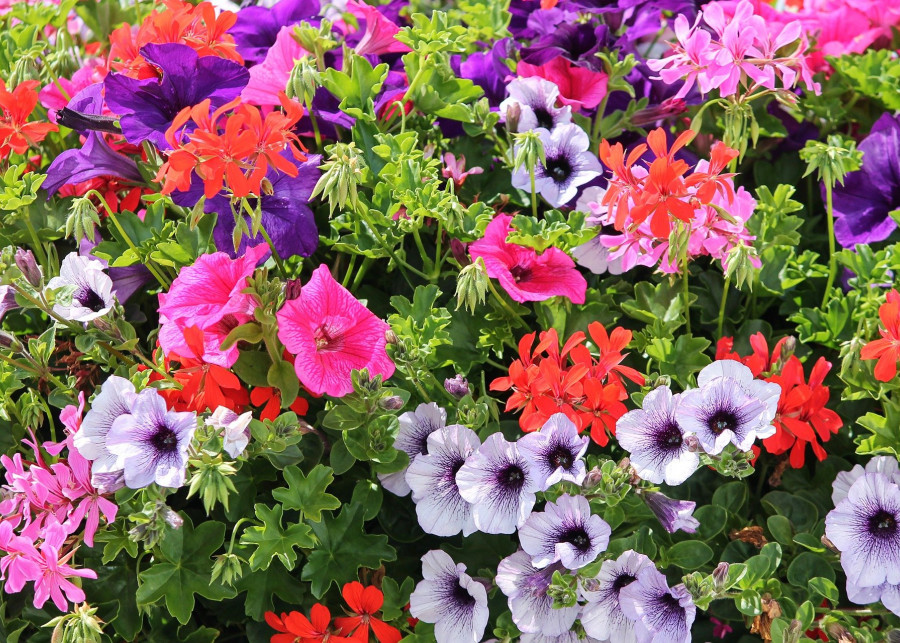 co posadzić obok kwiatów balkonowych fot. Manfred Richter Pixabay