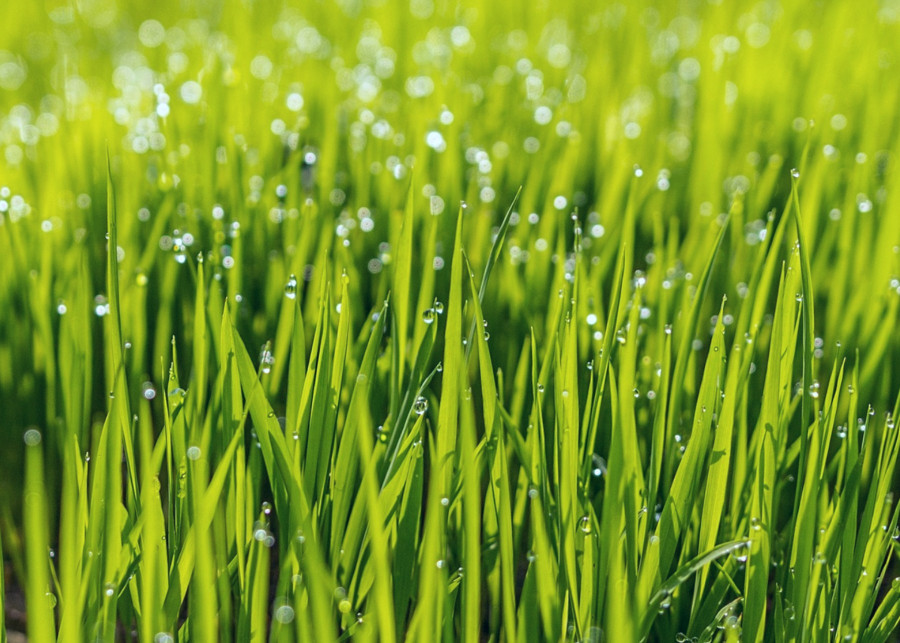Nowy trawnik i pierwsze zabiegi pielęgnacyjne, fot. Pexels - Pixabay