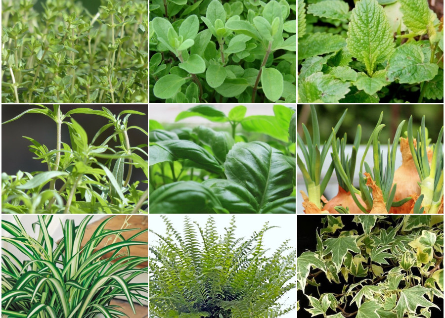 Pożyteczne rośliny na kuchennym parapecie – zioła, rośliny przyprawowe i ozdobne