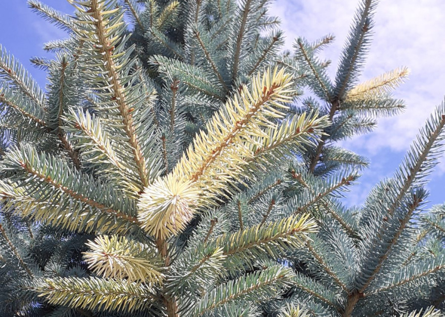 Świerk kłujący Picea pungens 'Szelest'