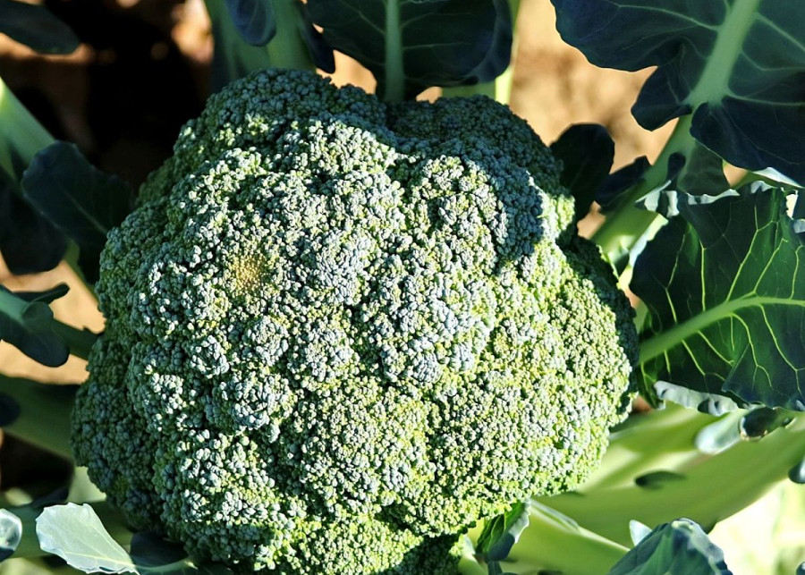 Brokuł Brassica oleracea, fot. Yung-pin Pao - Pixabay