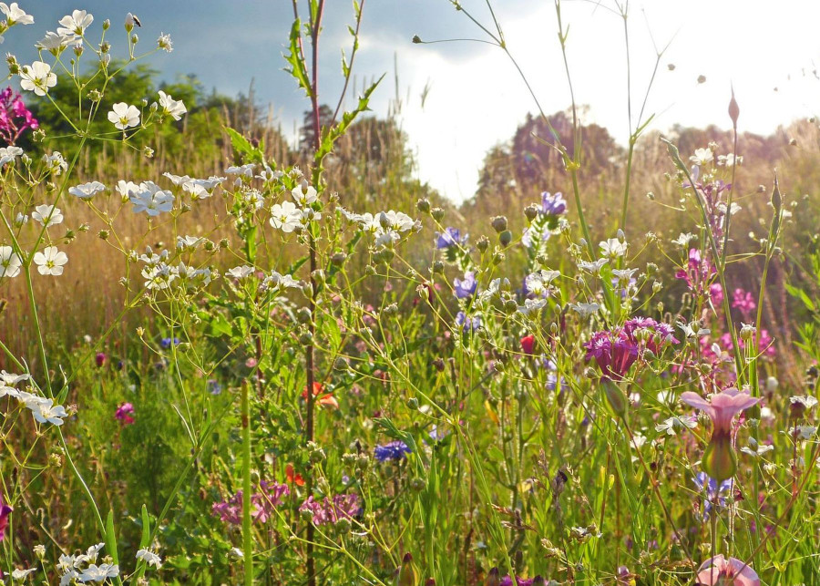 Zalety lak kwietnych w ogrodach, fot. silviarita - Pixabay