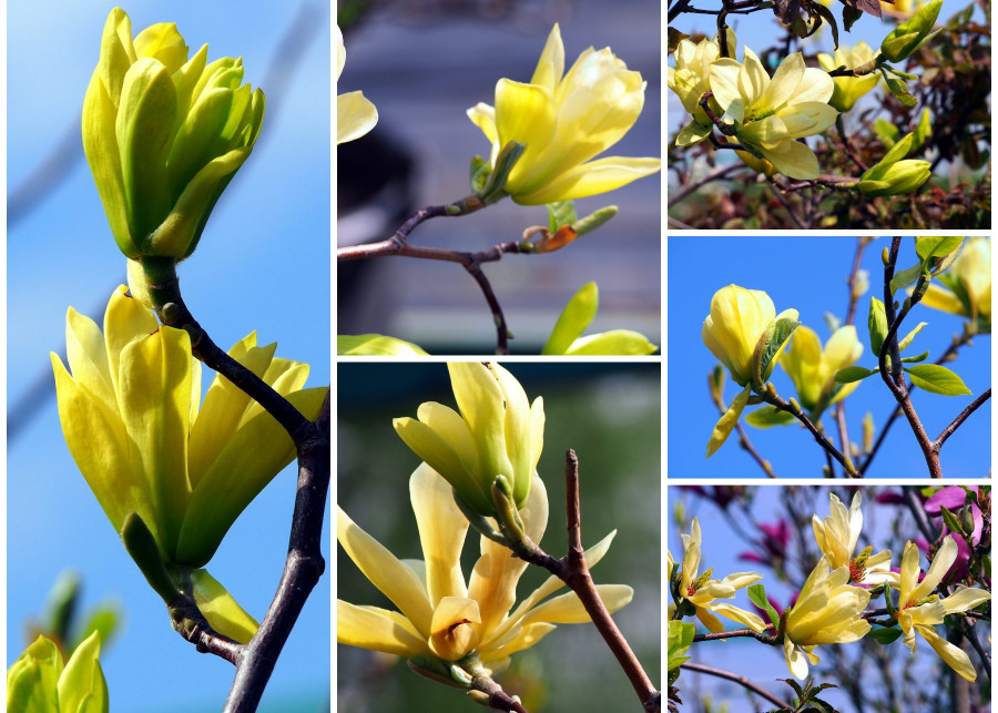 Magnolia o zoltych kwiatach - fot. Depositphotos