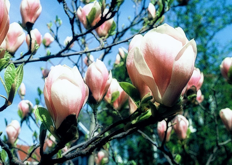 Magnolia posrednia Soulange'a Superba, fot. iVerde