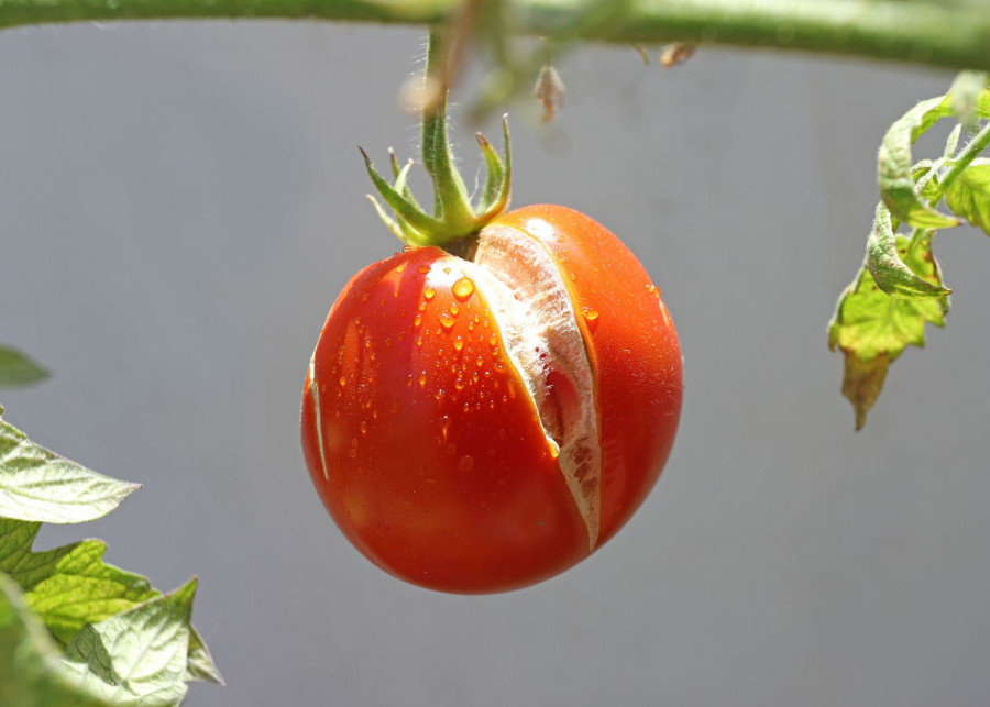 pękające pomidory fot. RadilaRadilova - Depositphotos