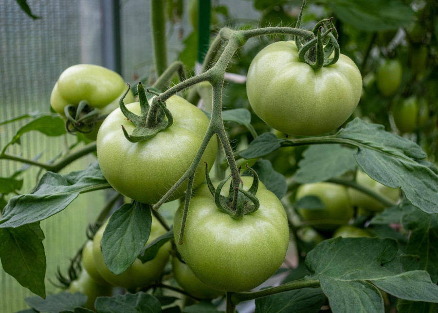 zielone pomidory - dlaczego nie dojrzewają - fot. Alexei_other - Pixabay