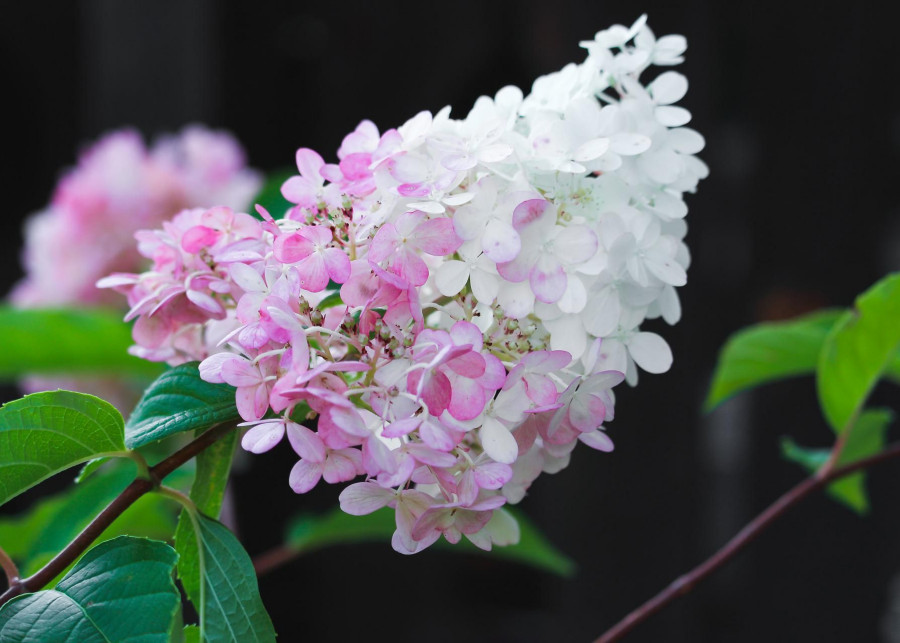 białe kwiaty hortensji bukietowej zmieniają kolor na różowy fot. Ursula Schneider - Pixabay